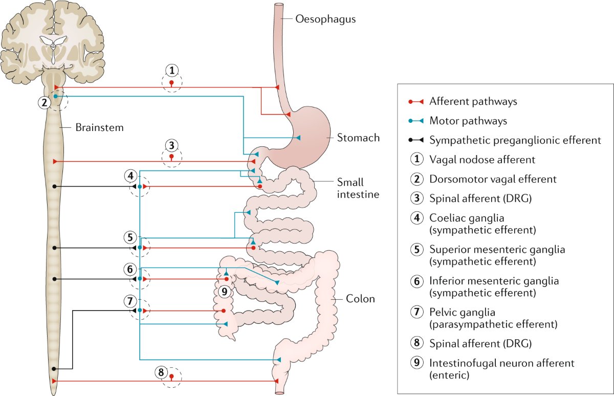 Gut nerves transmitting stress signals to the central nervous system