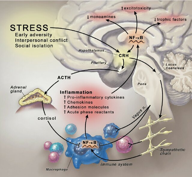 Common contributors to chronic inflammation