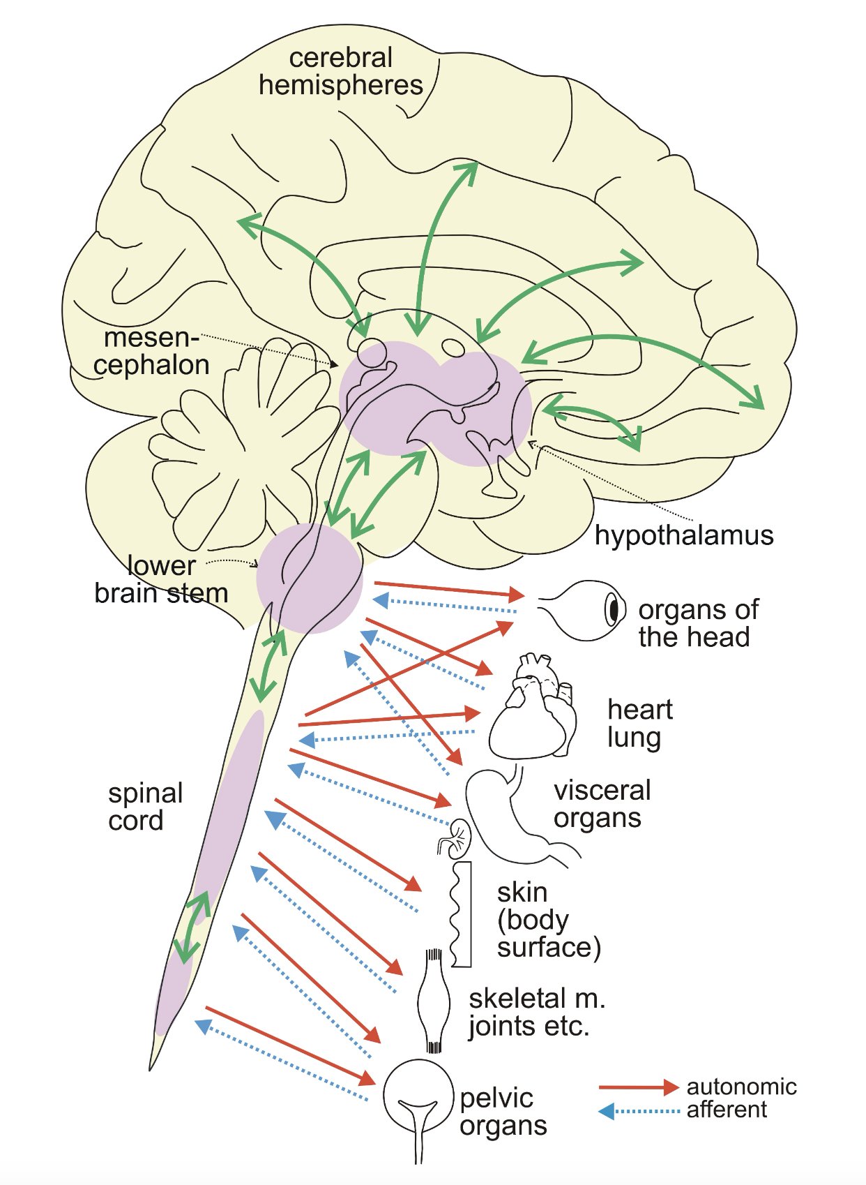 Hypothalamus-pituitary-adrenal axis showing CRH, ACTH and cortisol release