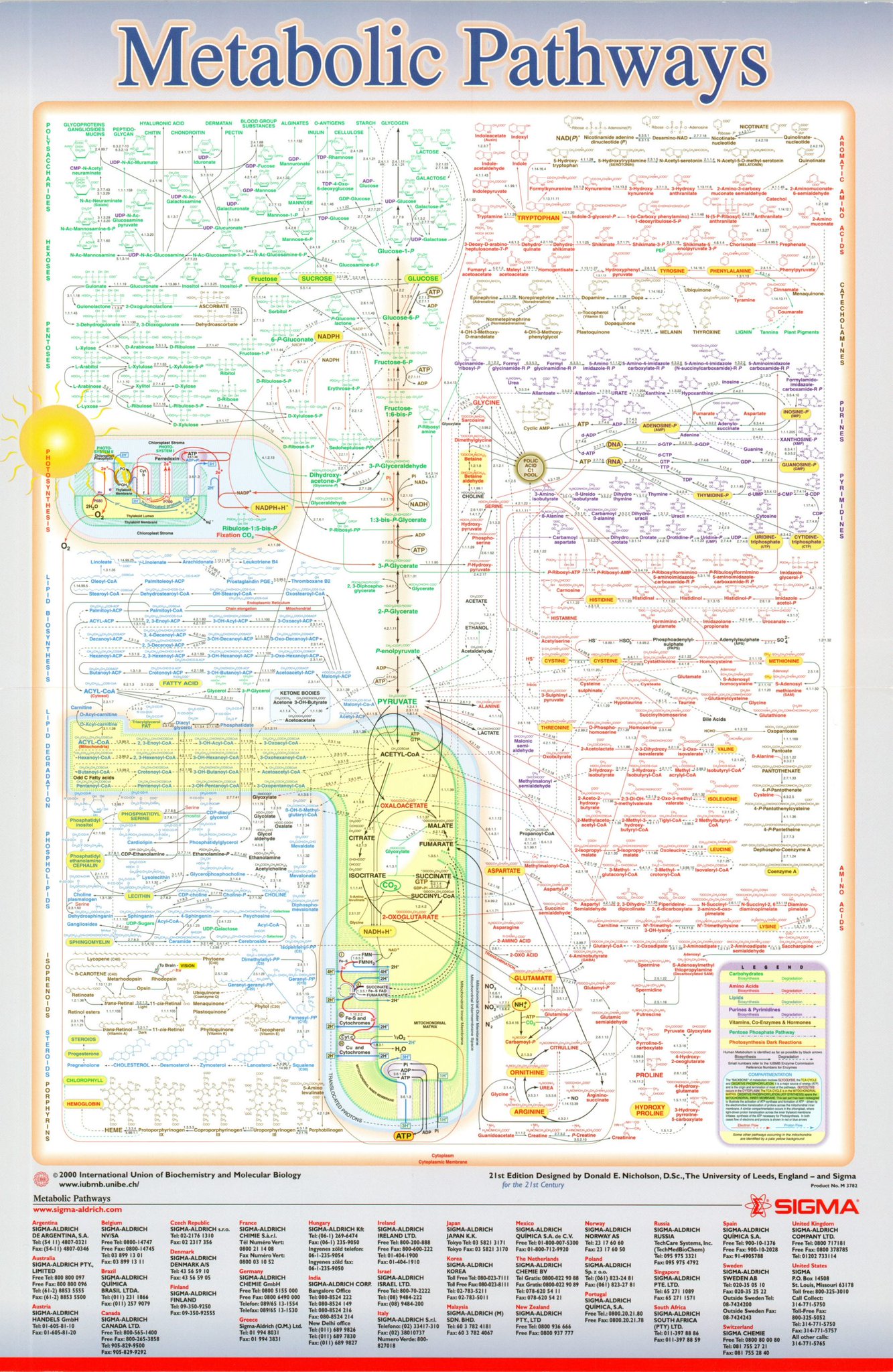 Diagram showing metabolic interconversions and energy pathways
