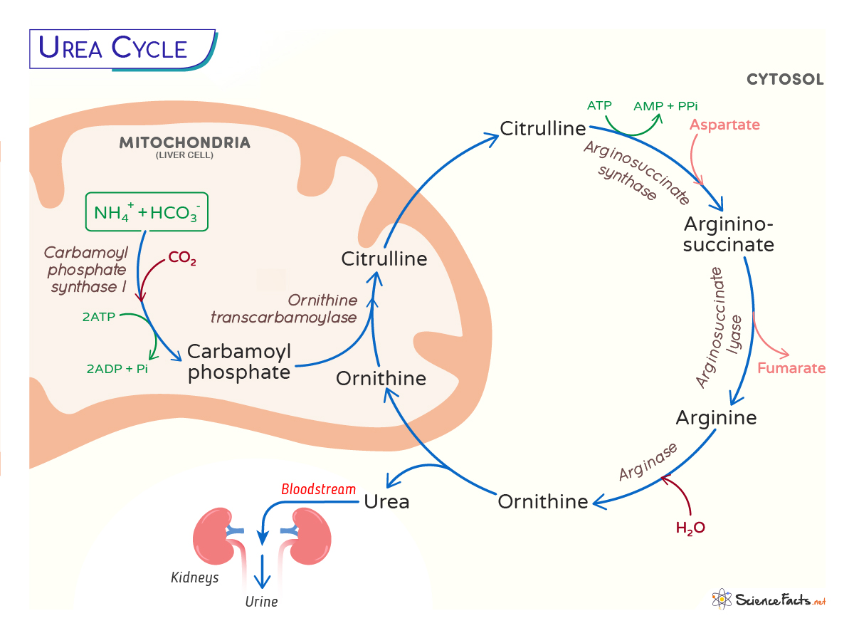 Urea cycle diagram showing arginase and ornithine pathways