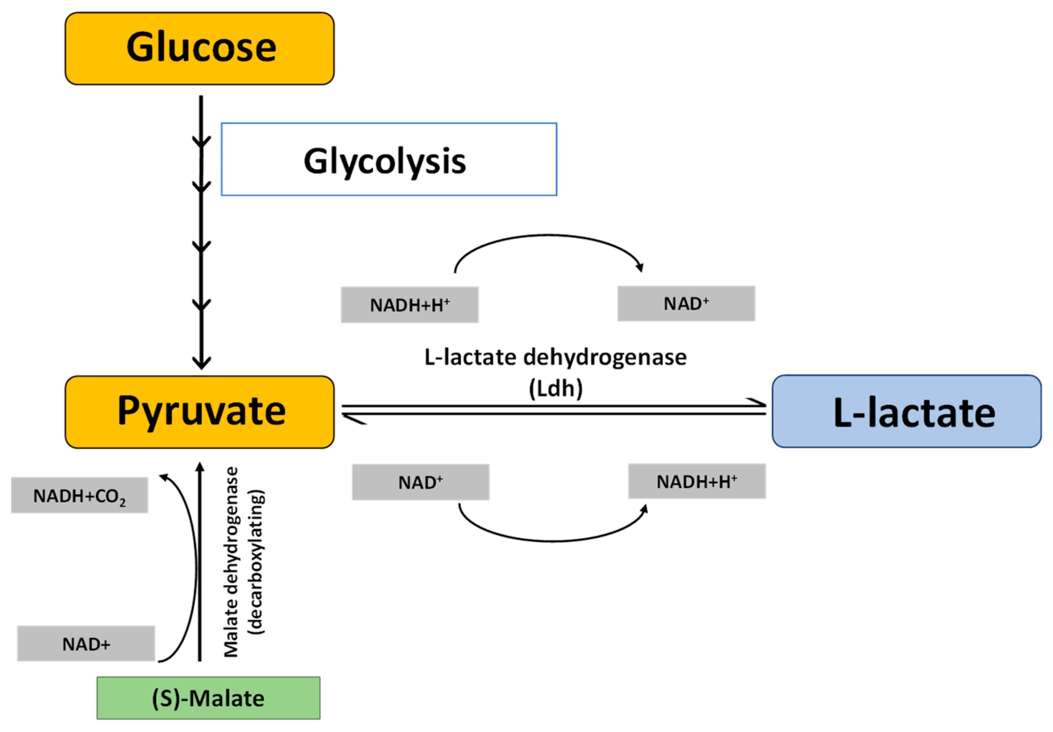 Urinary organic acids lactic acid and pyruvic acid ratio results