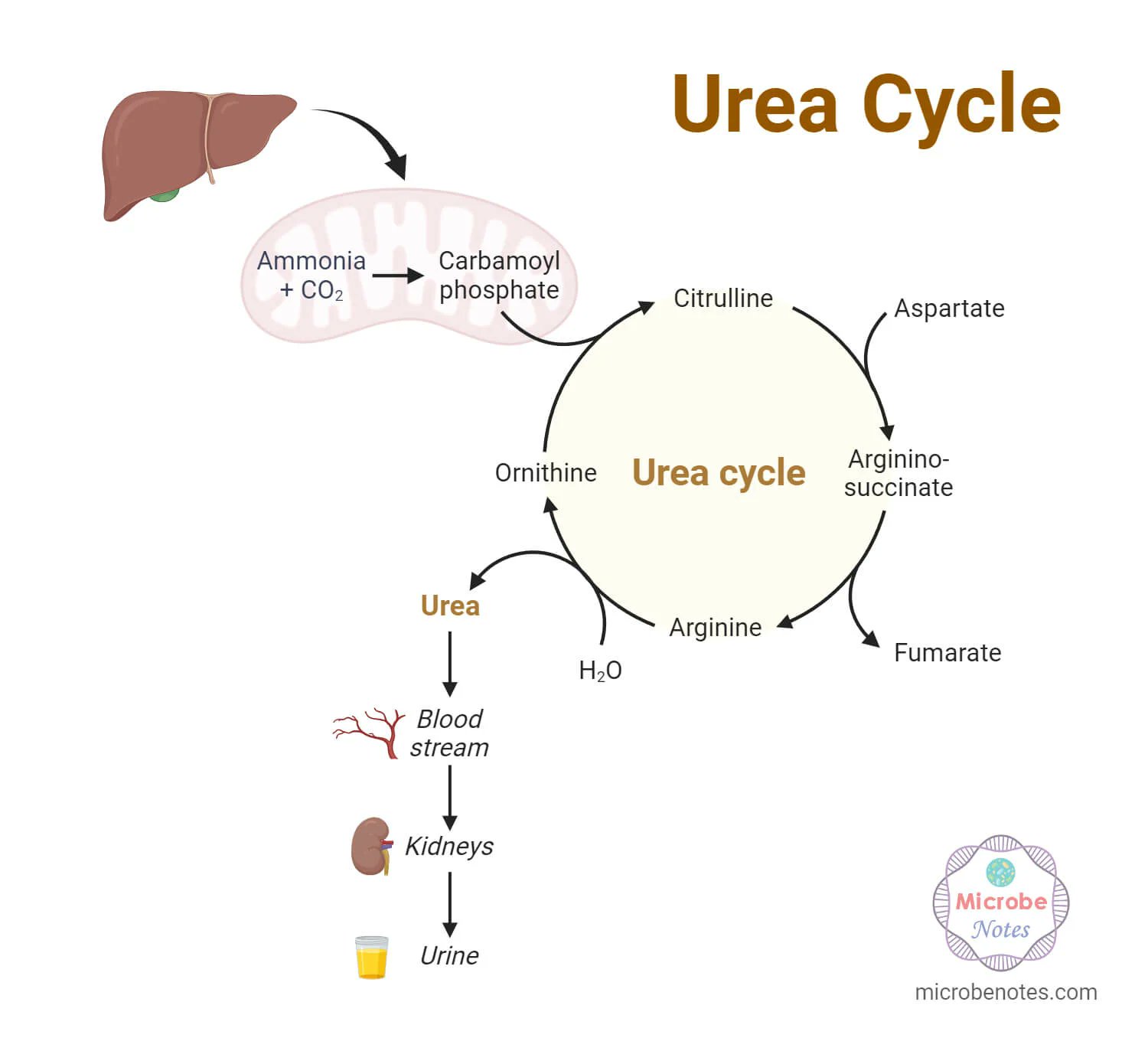 BUN result and explanation of urea cycle in protein metabolism