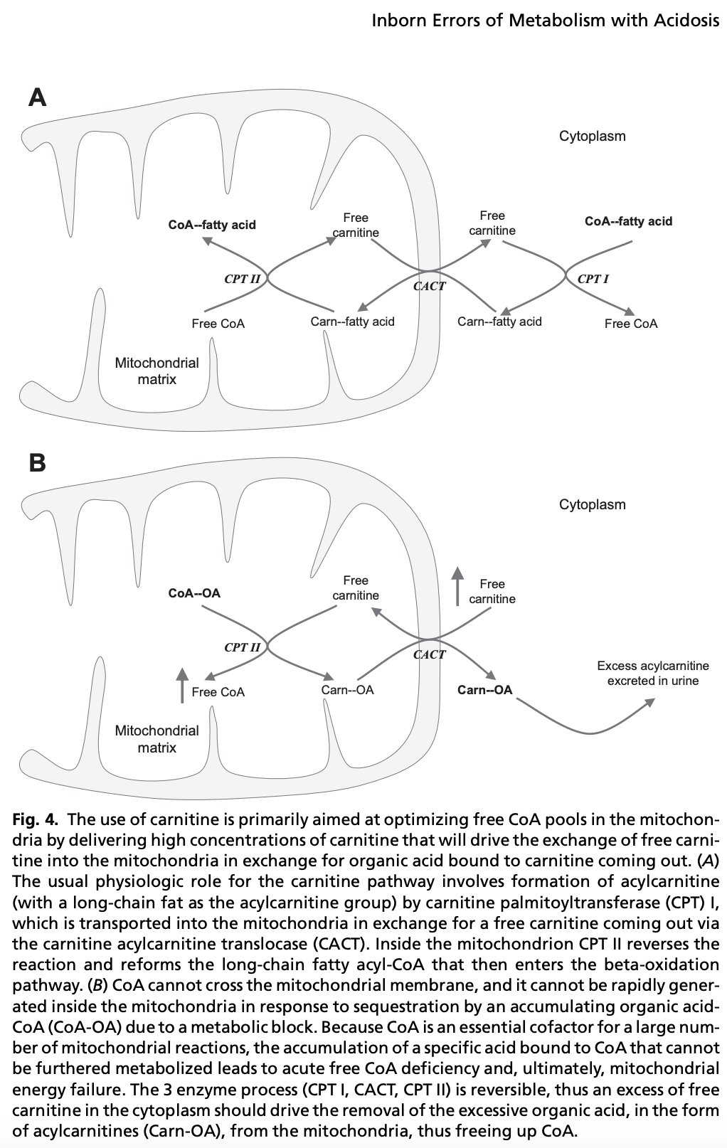 Carnitine and fatty acid metabolism research context