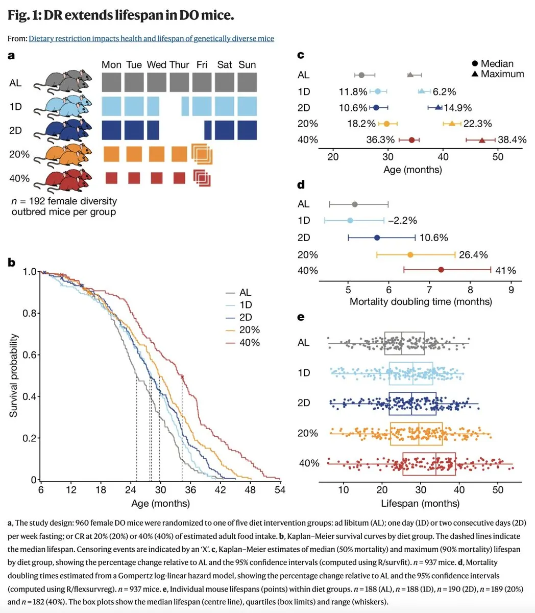 Graph showing variation in lifespan within calorie restriction diet groups in mice
