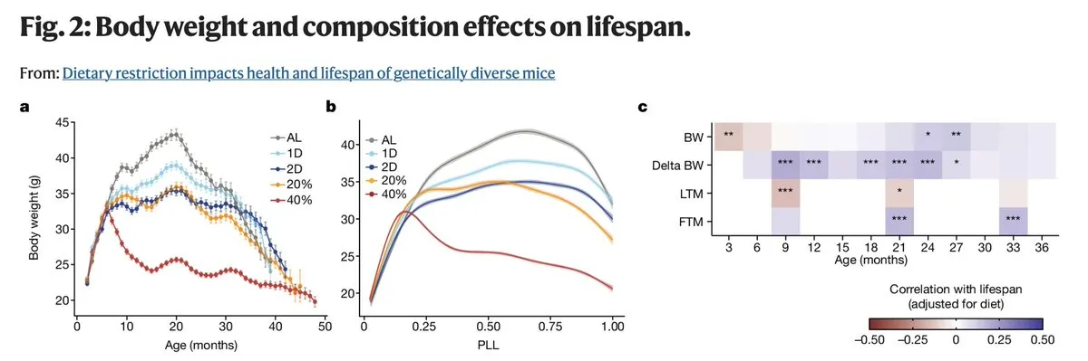 Data showing body fat percentage positively correlated with lifespan at 10 and 22 months in mice