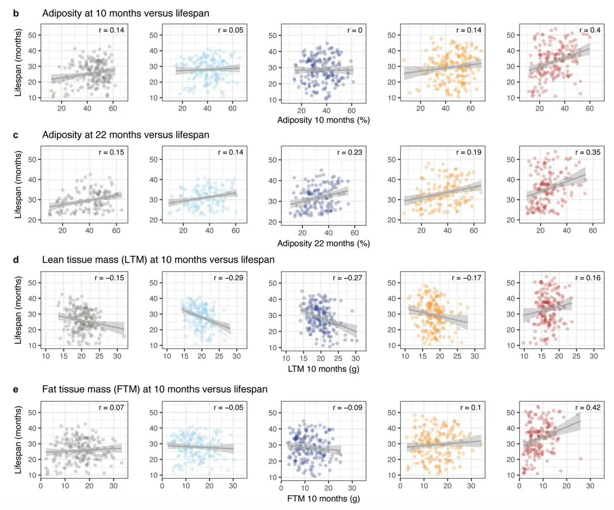 Additional data on adiposity and lifespan correlation from the 2024 dietary restriction study