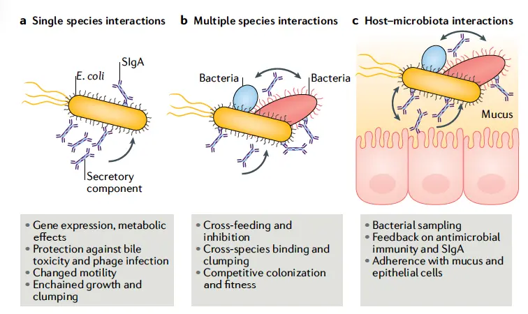 Lactoferrin raising secretory IgA, calming CD4+ T cells and downregulating toll-like receptors