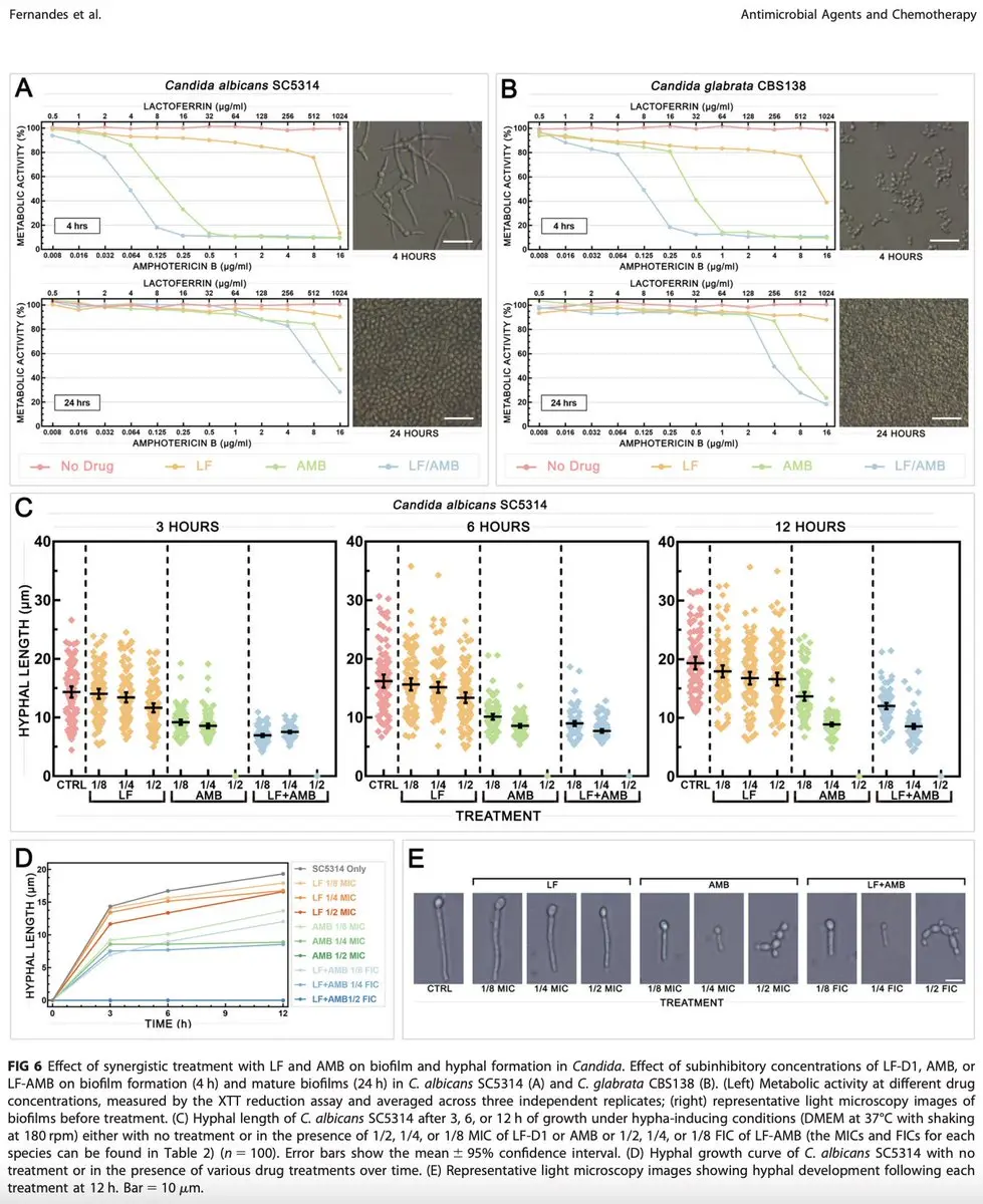 Research on lactoferrin reducing Candida growth and disrupting fungal biofilm formation