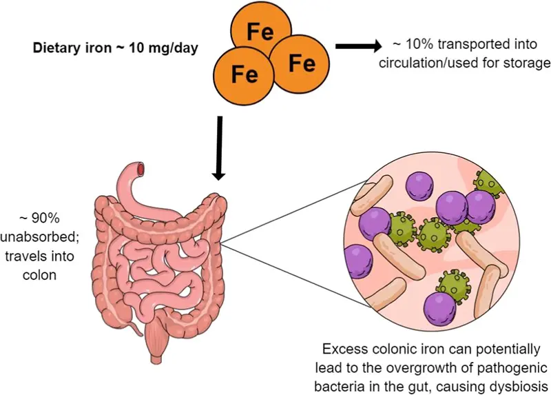 Diagram of lactoferrin binding iron in the gut and shuttling it toward absorption away from pathogens