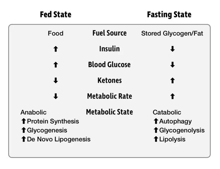 Diagram illustrating the growth and cleanup phases of cellular biology relevant to longevity