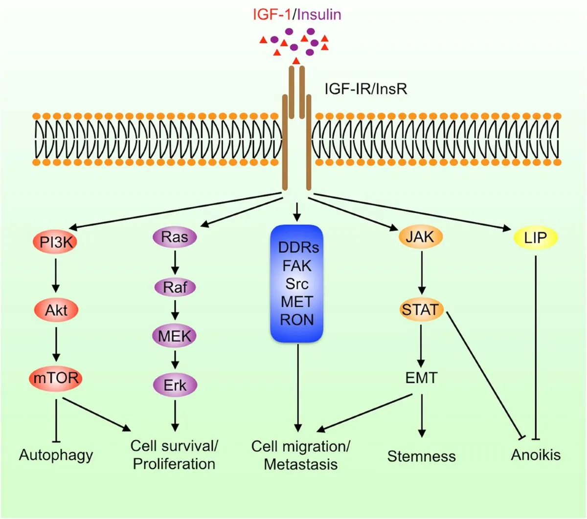 Graph or diagram showing insulin signaling and IGF-1 pathways in aging and lifespan extension