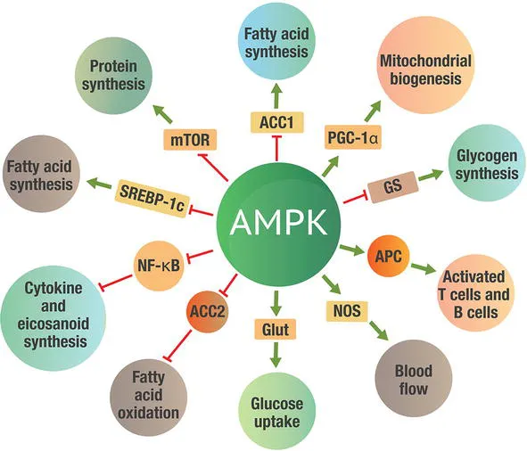 Diagram showing AMPK and sirtuin activation pathways and their downstream effects on autophagy and inflammation