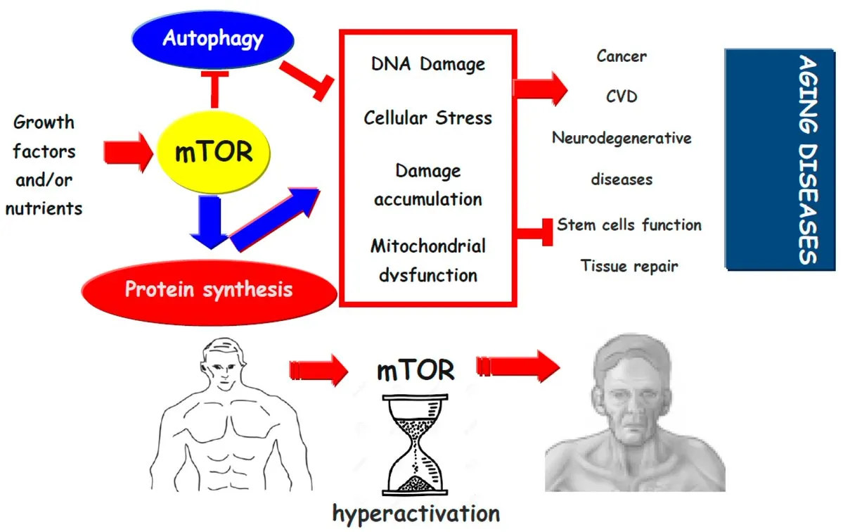 Diagram of mTOR signaling complex showing its role in cell growth, senescence, and insulin resistance