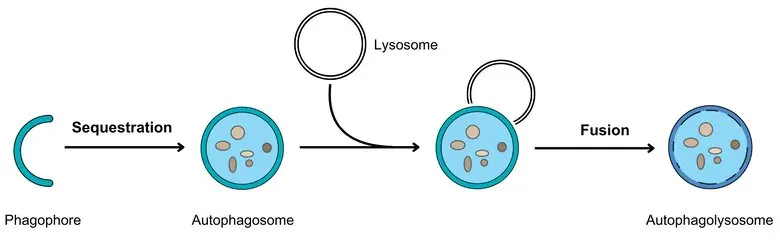 Illustration of the autophagy process showing cellular recycling of damaged organelles and proteins