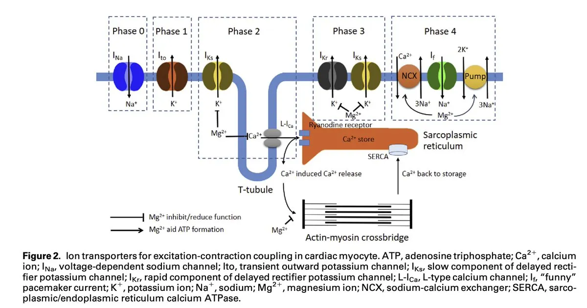 Overview of magnesium's calming effect on heart contractions and palpitations