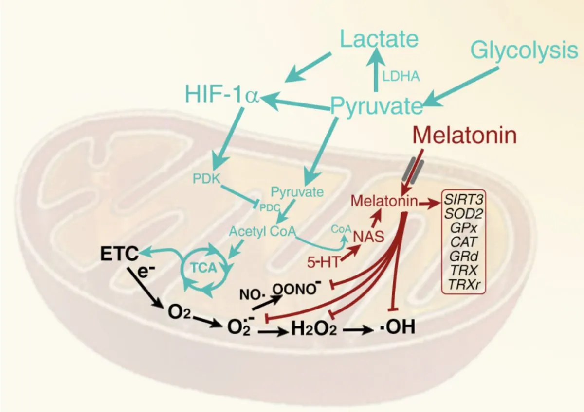 Diagram showing the pathway from tryptophan to melatonin synthesis in the mitochondria