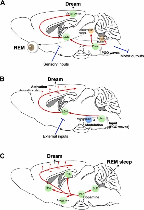 Diagram of REM sleep neurotransmitters including acetylcholine and dopamine and their role in dreaming