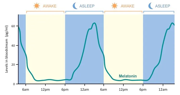 Graph showing natural melatonin release pattern throughout the night peaking at 2-4AM