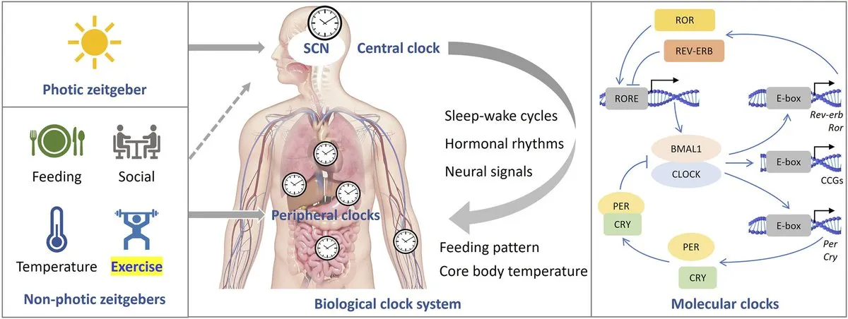 Illustration of circadian zeitgebers including light, meals, and exercise and their effect on melatonin and cortisol