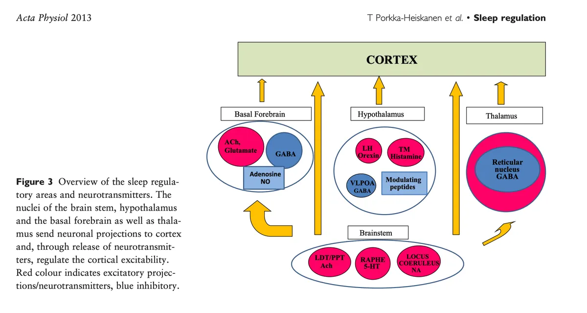 Brain diagram showing key signaling molecules and regions governing wakefulness and sleepiness