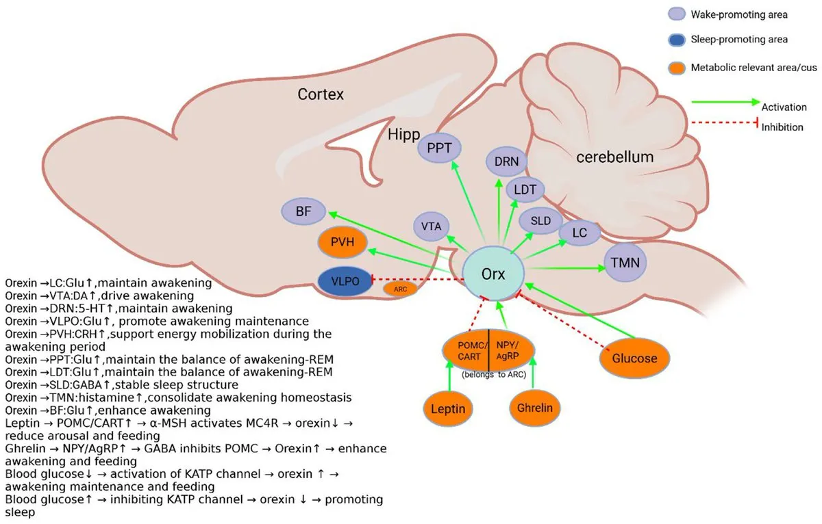 Diagram of orexin, leptin, and ghrelin signaling pathways related to sleep and appetite