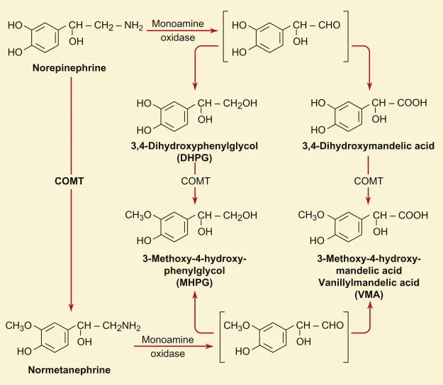 Pathway showing noradrenaline breakdown via MAO and COMT enzymes and their nutrient cofactors