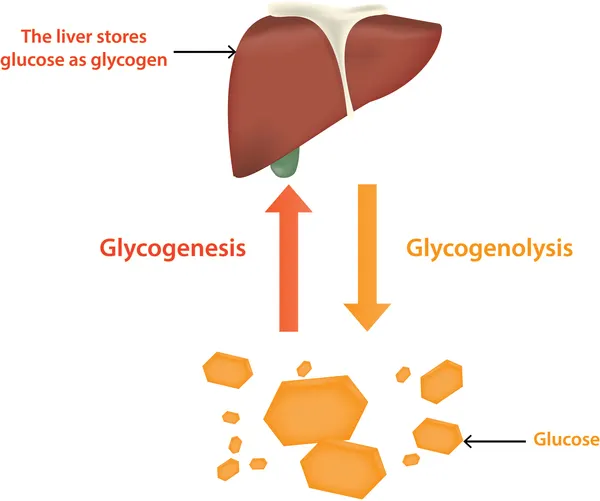 Illustration of liver glycogen release and blood sugar regulation during overnight fasting and its link to night waking