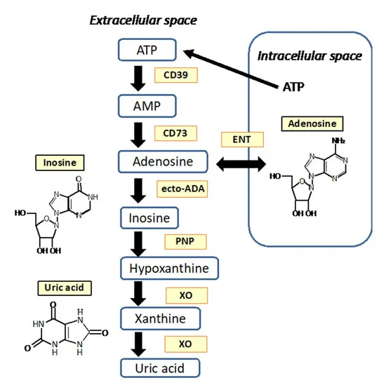 Diagram showing adenosine synthesis from ATP in the mitochondria and zinc's role in sleep quality