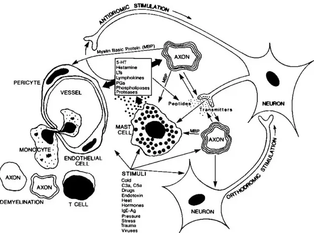 Illustration of brain mast cells releasing histamine and promoting wakefulness