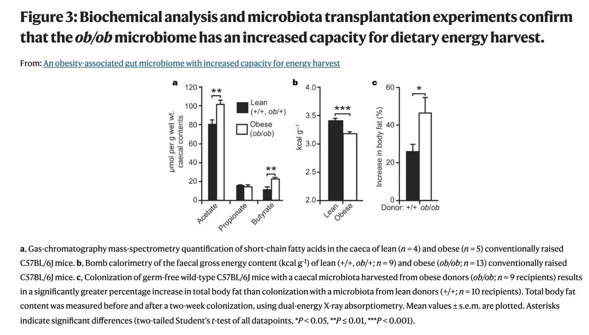 Research showing obese vs lean gut microbiome differences and bacteria transfer experiment