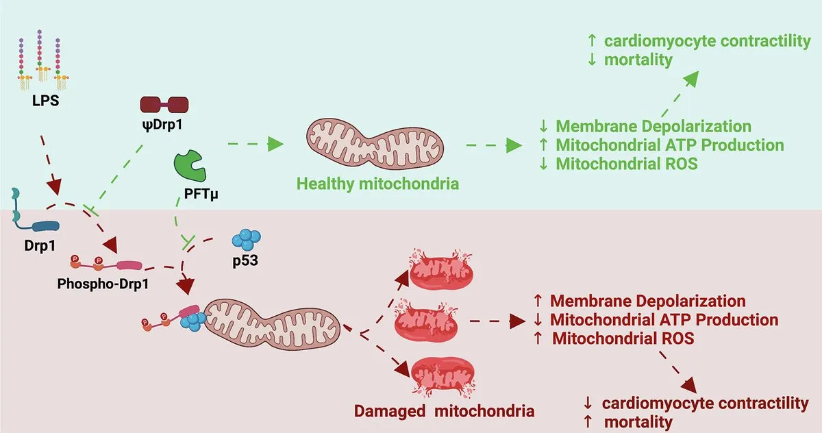 Diagram showing how endotoxin LPS triggers inflammation, worsens mitochondria, and prevents fat browning