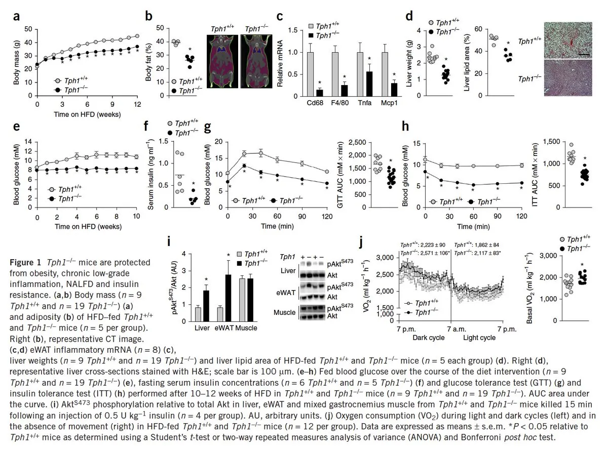 Research showing systemic serotonin lowering metabolism and driving fat accumulation and liver fat