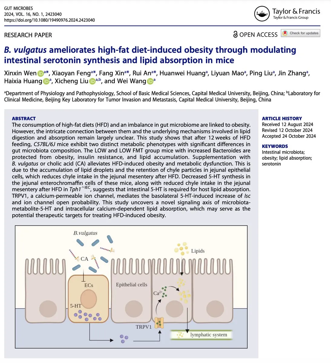 B. vulgatus probiotic reducing gut serotonin, body fat, and liver fat while increasing muscle mass