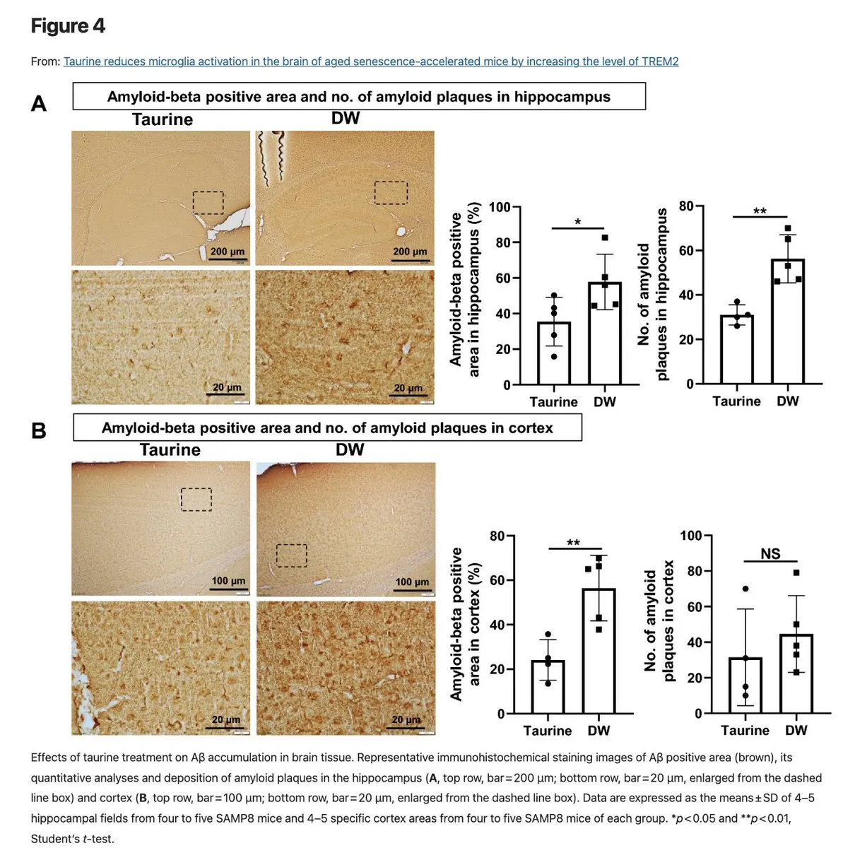 Study results showing taurine reducing amyloid plaque, tau phosphorylation, and microglial activation