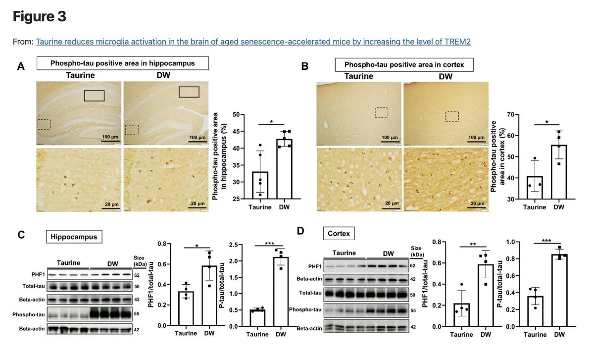 Graphs comparing amyloid and tau pathology with and without taurine supplementation