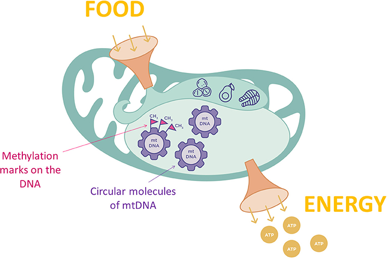 Diagram showing mitochondria as the energy engine of the cell