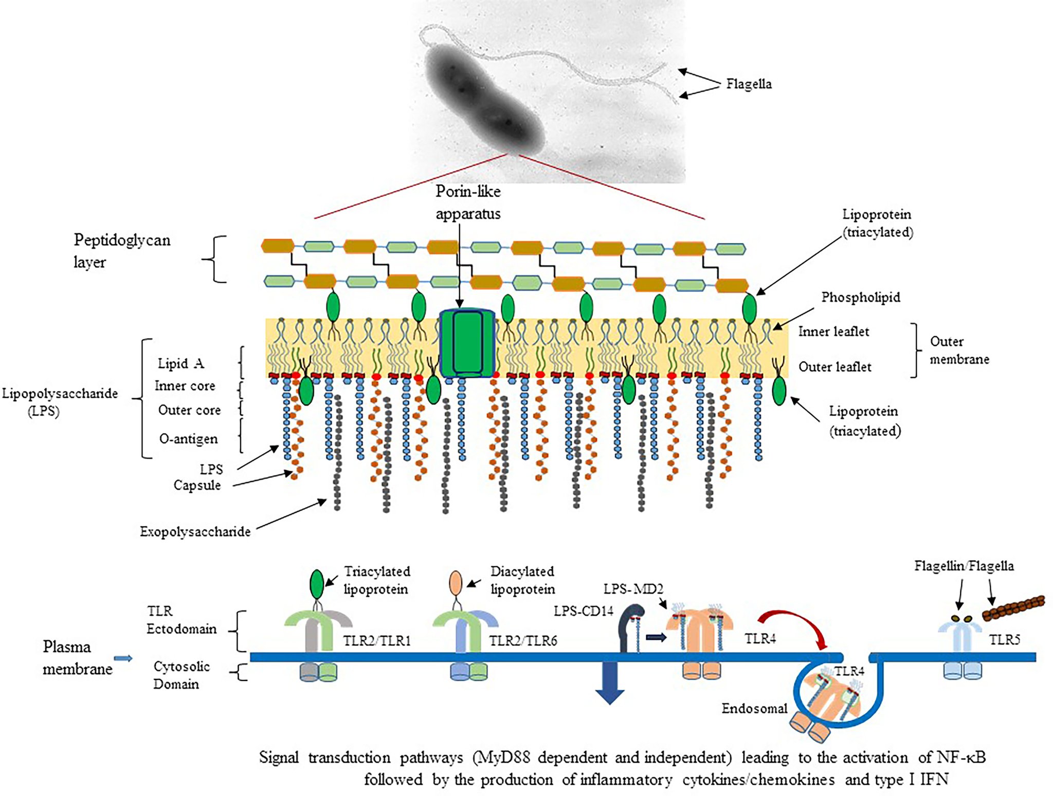 Research showing endotoxin LPS inhibiting mitochondrial energy production