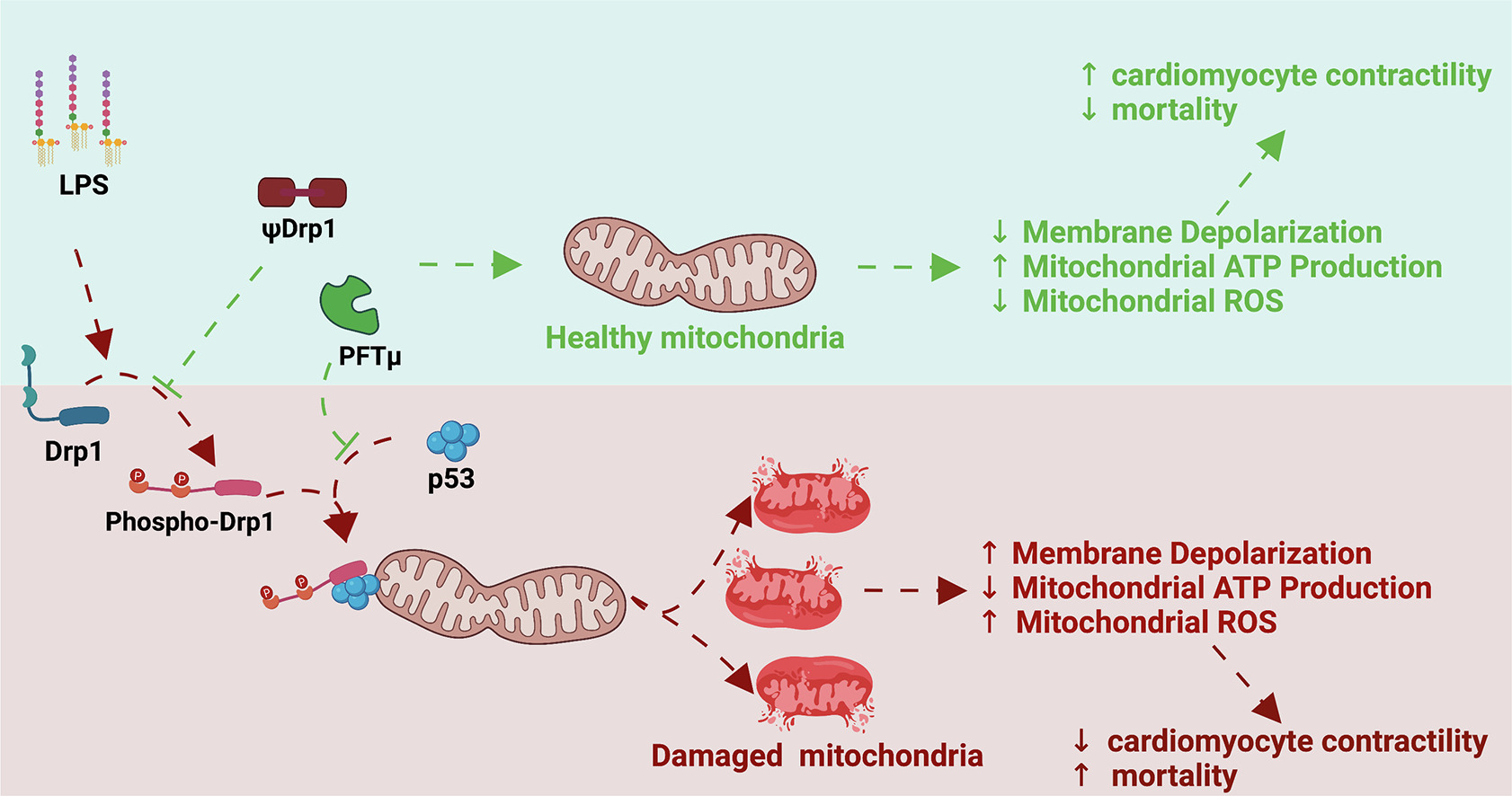 Diagram of LPS systemic circulation from gut barrier dysfunction