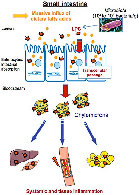 Chart showing how high-fat meals increase endotoxin absorption into the bloodstream