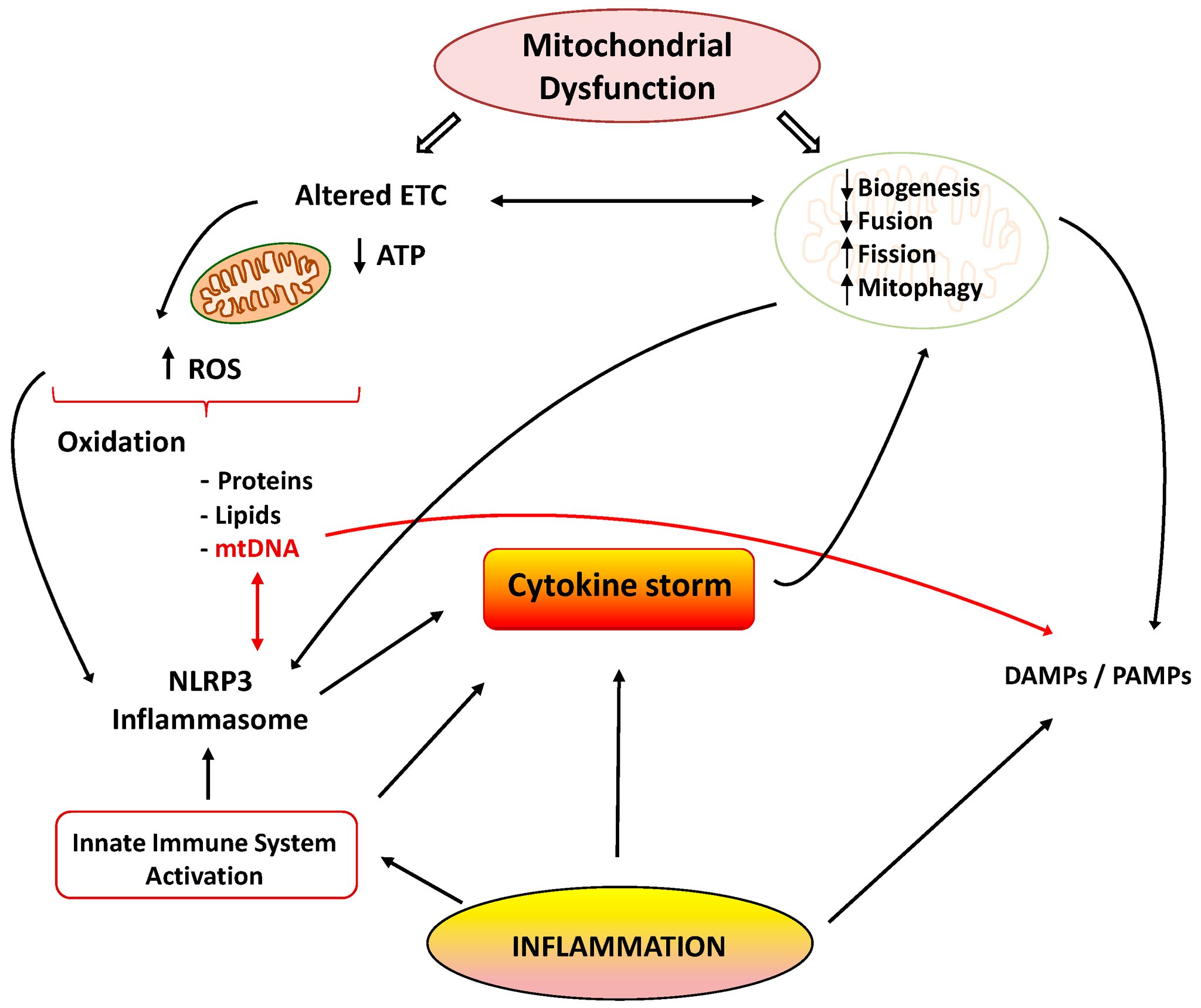 Diagram showing how chronic inflammation inhibits mitochondrial enzymes and energy production
