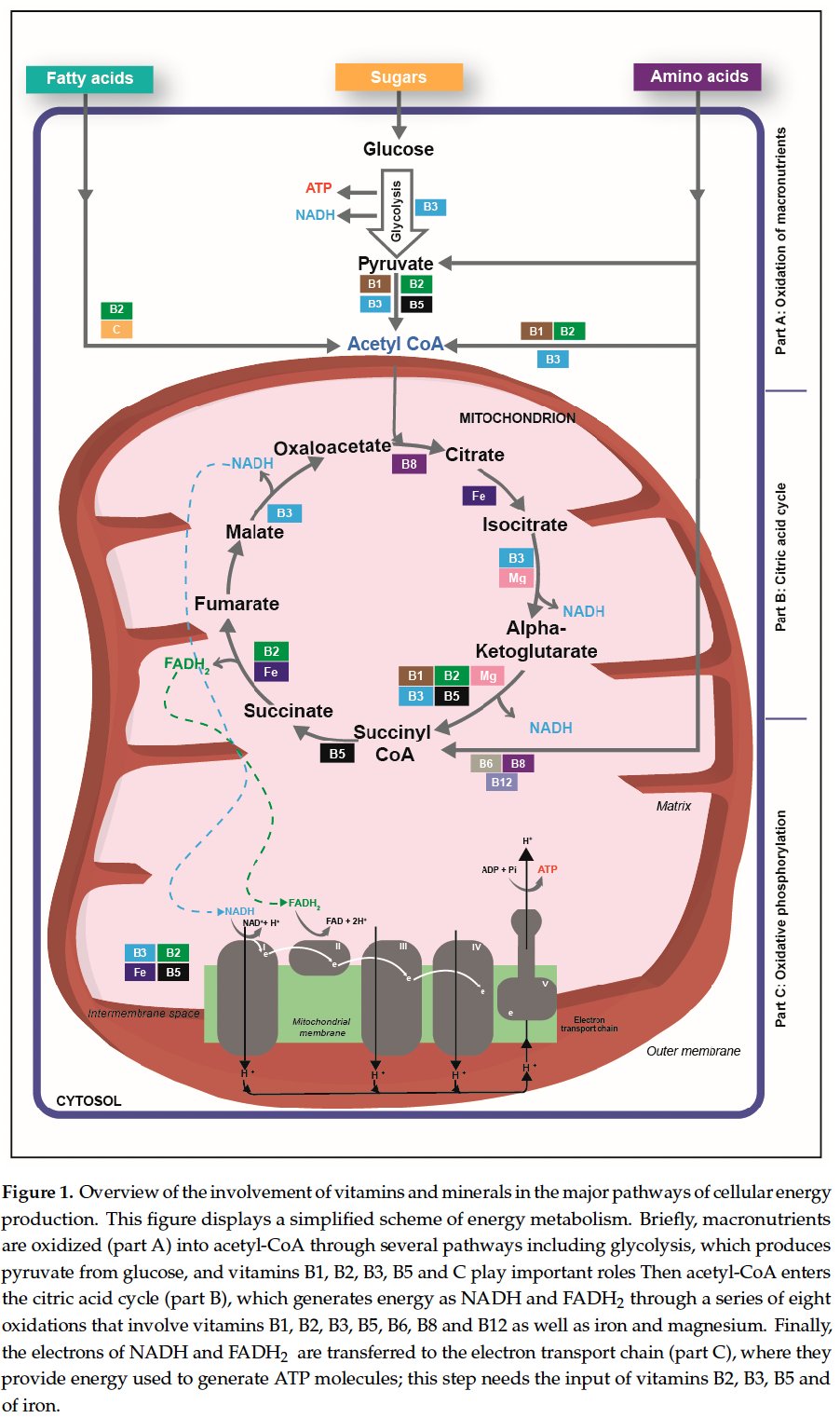 Chart illustrating lactic acid buildup from impaired mitochondrial ATP production