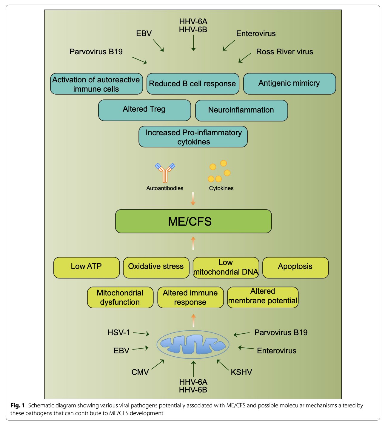 Research on viral triggers including EBV and HHV-6B initiating chronic fatigue