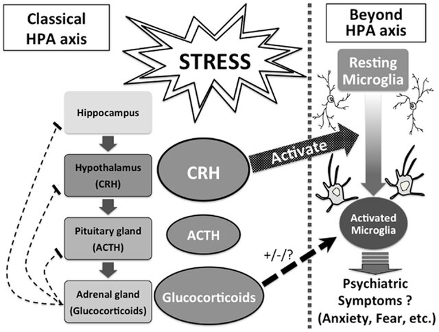 Diagram showing CRH cortisol pathway activating microglial neuroinflammation