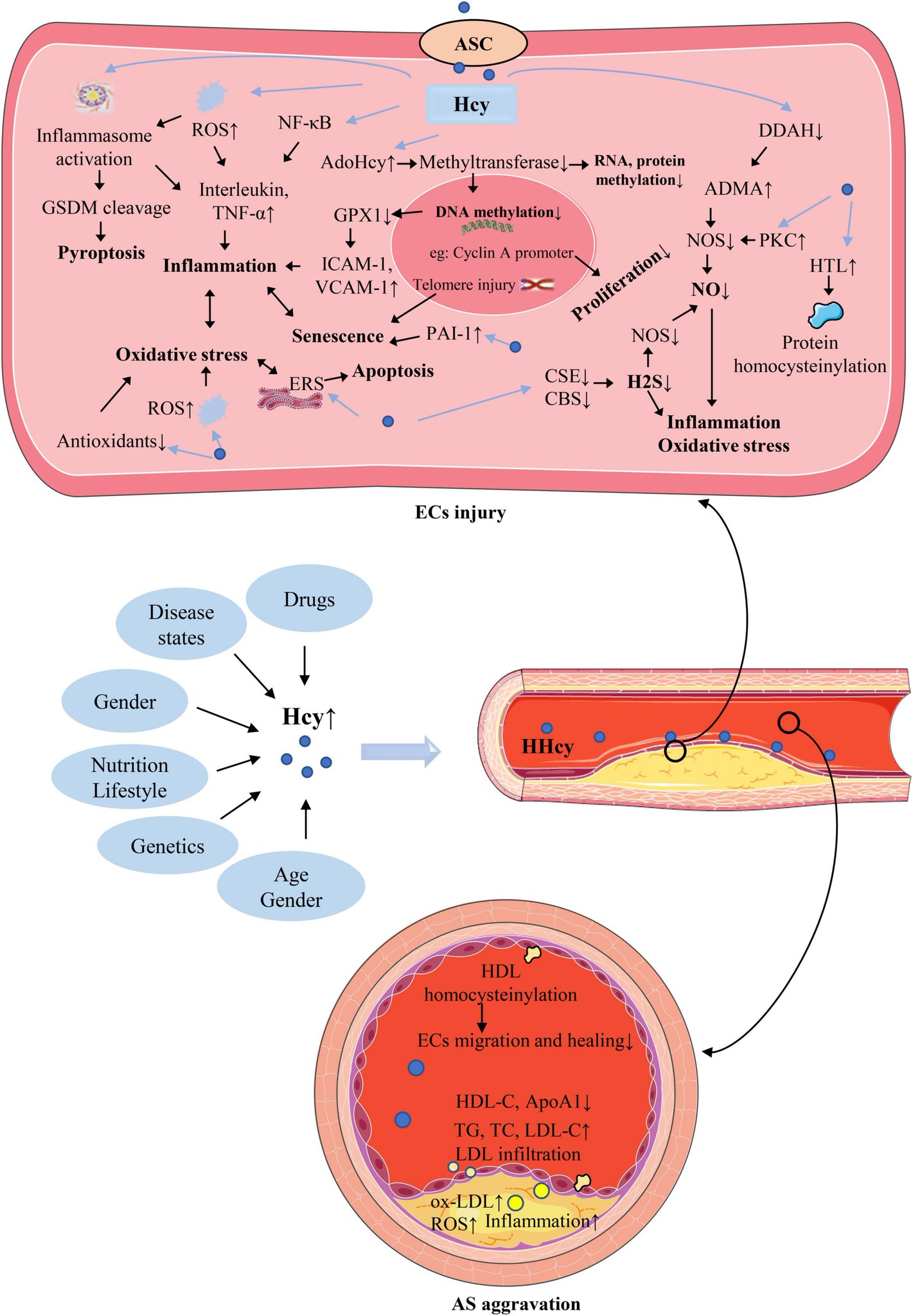 Chart showing elevated homocysteine levels causing vascular inflammation and clot formation