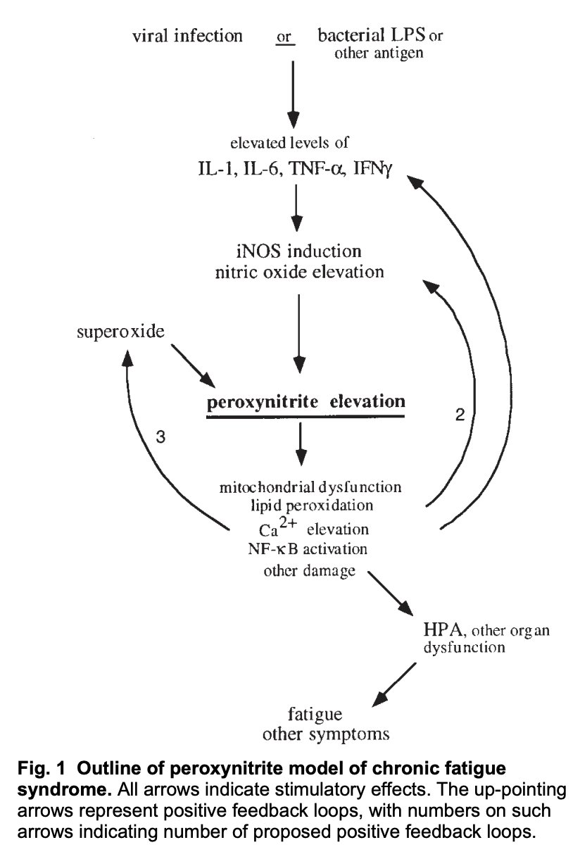 Diagram of nitric oxide converting to peroxynitrite and causing mitochondrial damage