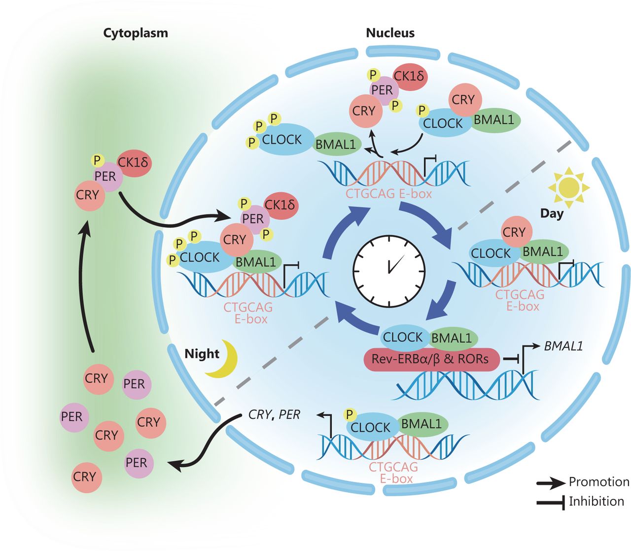 Chart showing 20 percent of genes under circadian control and the role of bright light exposure