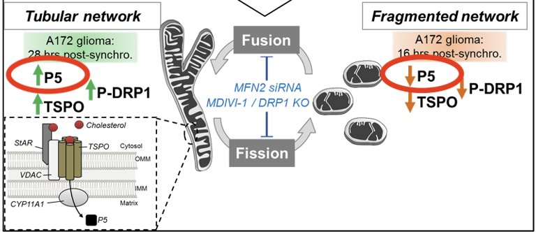 Study data on pregnenolone neuroprotective and anti-inflammatory effects