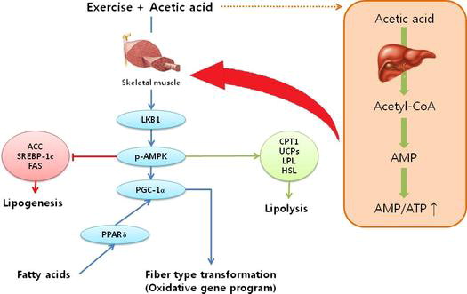 Research showing vinegar activating AMPK and PGC1-alpha for mitochondrial biogenesis