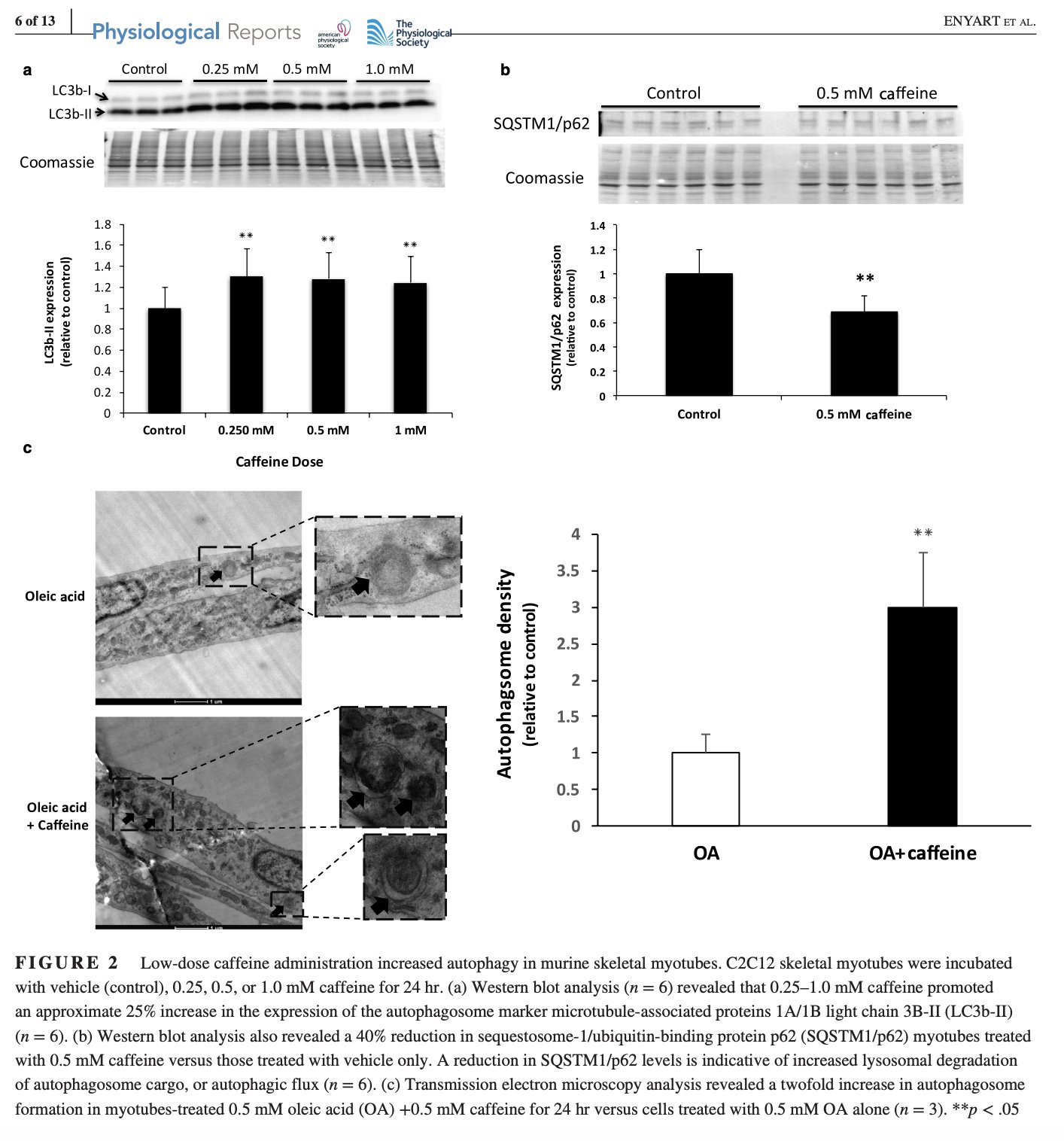 Study on caffeine promoting mitophagy and new mitochondrial growth